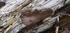 Phellopilus nigrolimitatus