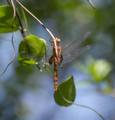 Erythemis mithroides
