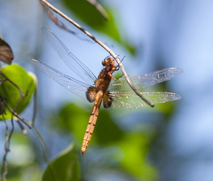 Erythemis mithroides