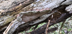 Phellopilus nigrolimitatus
