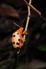 Podontia quatuordecimpunctata