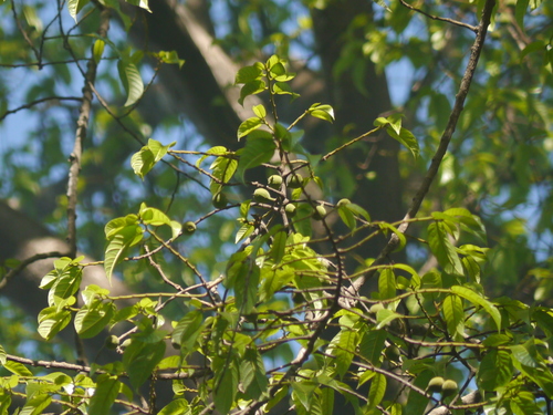 Antiaris toxicaria, photograph 3