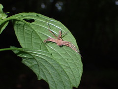 Hamadruas hieroglyphica