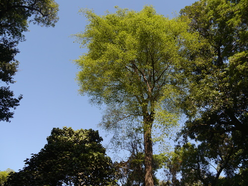 Antiaris toxicaria, photograph 5