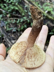 Lactarius quietus incanus