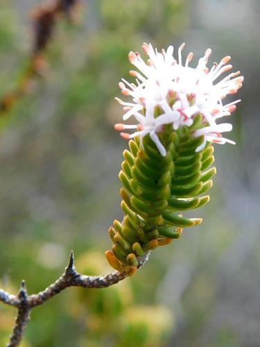 Stilbe rupestris (Stilbe rupestris)