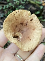 Lactarius quietus incanus