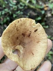 Lactarius quietus incanus