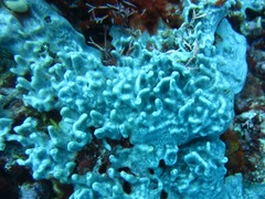 Lamellodysidea