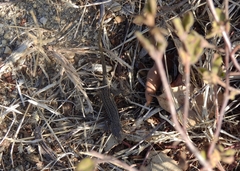 Psammodromus occidentalis