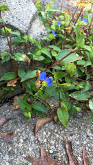Commelina communis
