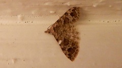 Alucita montana