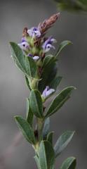 Psoralea spicata