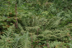 Pteridium pinetorum