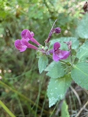 Stachys mexicana