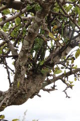 Ehretia rigida rigida