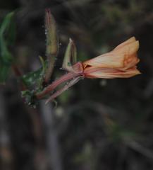 Oenothera stricta stricta