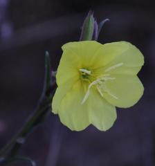 Oenothera stricta stricta