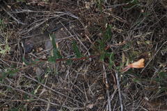 Oenothera stricta stricta