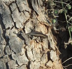Trachylepis spilogaster