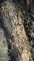 Trachylepis spilogaster