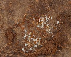 Solenopsis punctaticeps