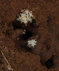 Solenopsis punctaticeps