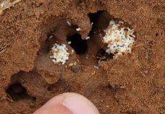 Solenopsis punctaticeps