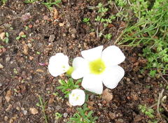 Oxalis pusilla