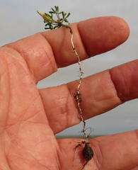 Oxalis pusilla