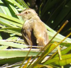 Prinia subflava affinis