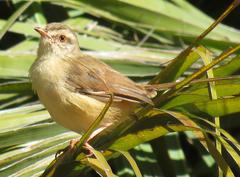 Prinia subflava affinis