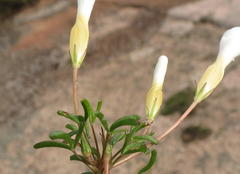 Oxalis pusilla