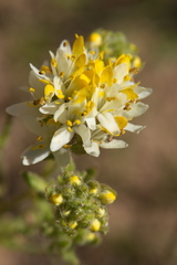 Polycarena aurea