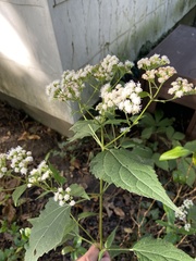 Ageratina altissima