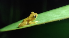 Dendropsophus phlebodes