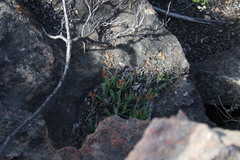Ornithogalum maculatum