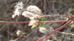 Nelsia quadrangula
