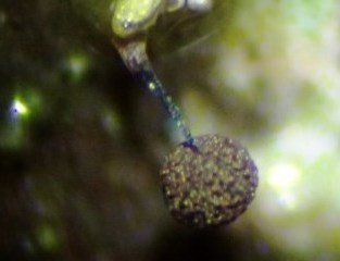 Paradiacheopsis solitaria