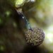 Paradiacheopsis solitaria - Photo 由 Alain Michaud 所上傳的 (c) Alain Michaud，保留部份權利CC BY-NC