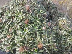 Oldenburgia paradoxa