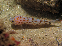Thorogobius ephippiatus