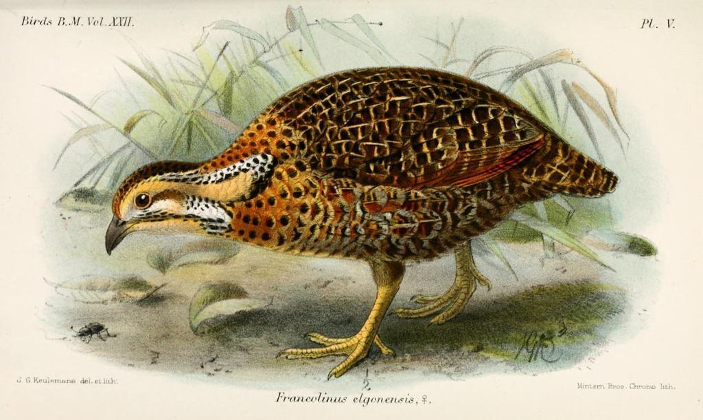 Moorland Francolin