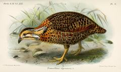 Moorland Francolin photo 1