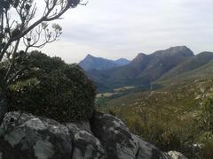 Oldenburgia paradoxa