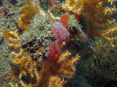 Aplidium elegans