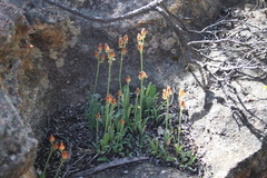 Ornithogalum maculatum