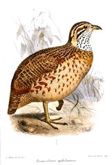 Moorland Francolin photo 2