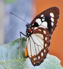Charaxes wakefieldi