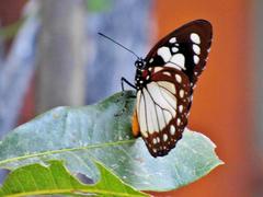 Charaxes wakefieldi